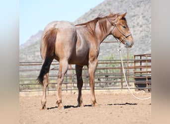 American Quarter Horse, Wallach, 2 Jahre, Roan-Red