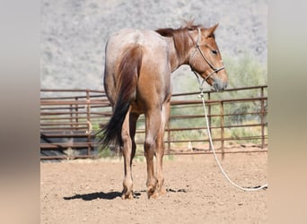 American Quarter Horse, Wallach, 2 Jahre, Roan-Red
