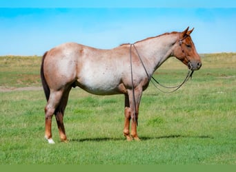 American Quarter Horse, Wallach, 2 Jahre, Roan-Red