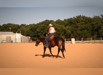 American Quarter Horse, Wallach, 2 Jahre, Rotbrauner