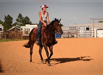 American Quarter Horse, Wallach, 2 Jahre, Rotbrauner