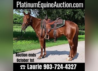 American Quarter Horse, Wallach, 3 Jahre, 140 cm, Dunkelfuchs