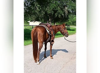 American Quarter Horse, Wallach, 3 Jahre, 140 cm, Dunkelfuchs