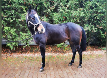 American Quarter Horse, Wallach, 3 Jahre, 140 cm, Rappe