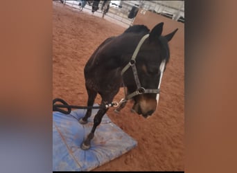 American Quarter Horse, Wallach, 3 Jahre, 140 cm, Rappe