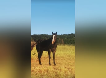 American Quarter Horse, Wallach, 3 Jahre, 140 cm, Rappe