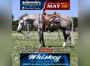 American Quarter Horse, Wallach, 3 Jahre, 140 cm, Schimmel