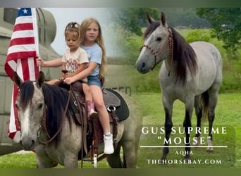 American Quarter Horse, Wallach, 3 Jahre, 140 cm, Schimmel