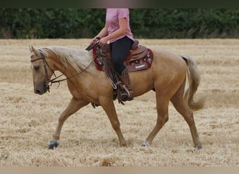 American Quarter Horse, Wallach, 3 Jahre, 141 cm, Palomino
