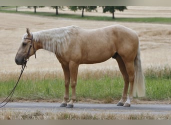 American Quarter Horse, Wallach, 3 Jahre, 141 cm, Palomino