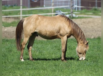 American Quarter Horse, Wallach, 3 Jahre, 142 cm, Champagne