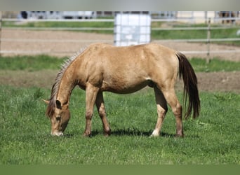 American Quarter Horse, Wallach, 3 Jahre, 142 cm, Champagne