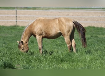 American Quarter Horse, Wallach, 3 Jahre, 142 cm, Champagne