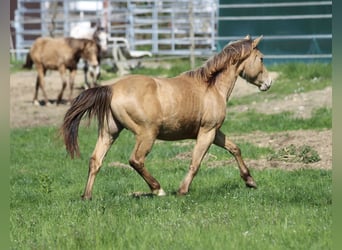 American Quarter Horse, Wallach, 3 Jahre, 142 cm, Champagne