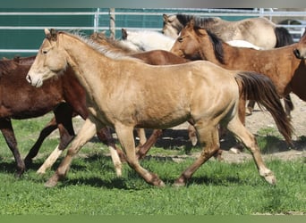 American Quarter Horse, Wallach, 3 Jahre, 142 cm, Champagne
