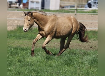 American Quarter Horse, Wallach, 3 Jahre, 142 cm, Champagne
