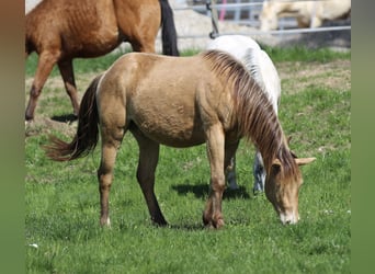 American Quarter Horse, Wallach, 3 Jahre, 142 cm, Champagne