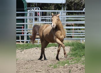 American Quarter Horse, Wallach, 3 Jahre, 142 cm, Champagne