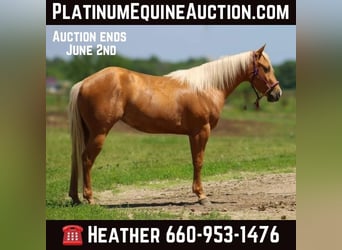 American Quarter Horse, Wallach, 3 Jahre, 142 cm, Palomino