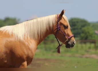 American Quarter Horse, Wallach, 3 Jahre, 142 cm, Palomino