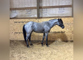 American Quarter Horse, Wallach, 3 Jahre, 142 cm, Roan-Blue