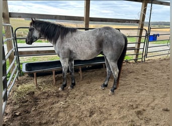 American Quarter Horse, Wallach, 3 Jahre, 142 cm, Roan-Blue