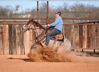 American Quarter Horse, Wallach, 3 Jahre, 142 cm, Roan-Red