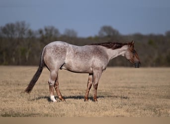 American Quarter Horse, Wallach, 3 Jahre, 142 cm, Roan-Red