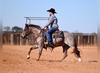 American Quarter Horse, Wallach, 3 Jahre, 142 cm, Roan-Red