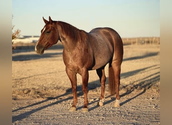 American Quarter Horse, Wallach, 3 Jahre, 142 cm, Roan-Red