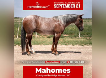 American Quarter Horse, Wallach, 3 Jahre, 142 cm, Roan-Red