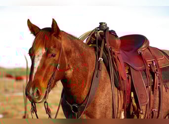 American Quarter Horse, Wallach, 3 Jahre, 142 cm, Roan-Red