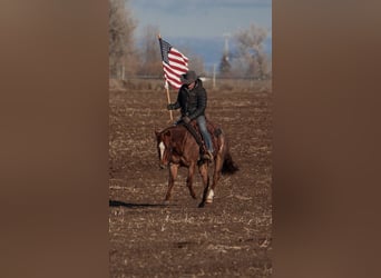 American Quarter Horse, Wallach, 3 Jahre, 142 cm, Roan-Red