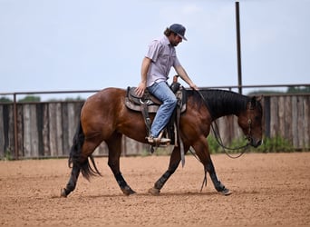 American Quarter Horse, Wallach, 3 Jahre, 142 cm, Rotbrauner