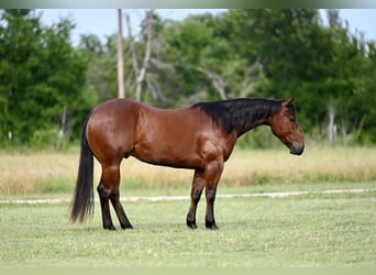 American Quarter Horse, Wallach, 3 Jahre, 142 cm, Rotbrauner
