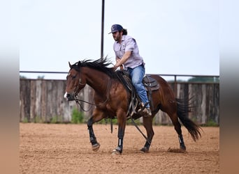 American Quarter Horse, Wallach, 3 Jahre, 142 cm, Rotbrauner