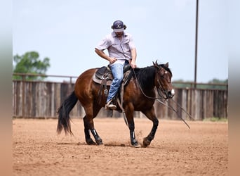 American Quarter Horse, Wallach, 3 Jahre, 142 cm, Rotbrauner