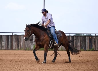 American Quarter Horse, Wallach, 3 Jahre, 142 cm, Rotbrauner