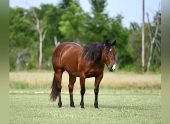 American Quarter Horse, Wallach, 3 Jahre, 142 cm, Rotbrauner