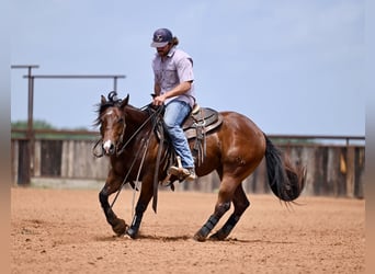 American Quarter Horse, Wallach, 3 Jahre, 142 cm, Rotbrauner
