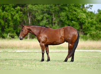 American Quarter Horse, Wallach, 3 Jahre, 142 cm, Rotbrauner