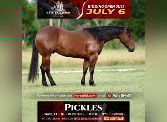 American Quarter Horse, Wallach, 3 Jahre, 142 cm, Rotbrauner