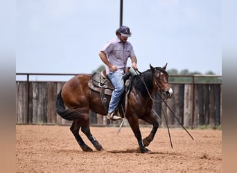 American Quarter Horse, Wallach, 3 Jahre, 142 cm, Rotbrauner