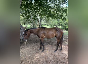 American Quarter Horse, Wallach, 3 Jahre, 142 cm, Rotbrauner