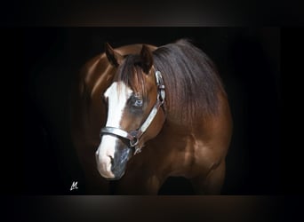 American Quarter Horse, Wallach, 3 Jahre, 142 cm, Rotfuchs