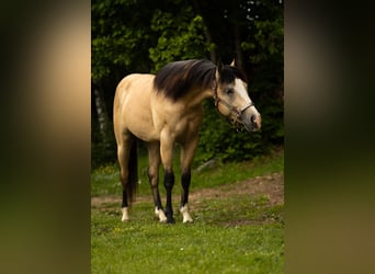 American Quarter Horse, Wallach, 3 Jahre, 143 cm, Buckskin