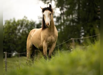 American Quarter Horse, Wallach, 3 Jahre, 143 cm, Buckskin