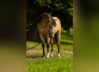 American Quarter Horse, Wallach, 3 Jahre, 143 cm, Buckskin