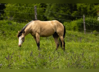 American Quarter Horse, Wallach, 3 Jahre, 143 cm, Buckskin