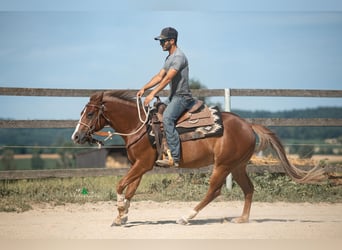 American Quarter Horse, Wallach, 3 Jahre, 143 cm, Fuchs